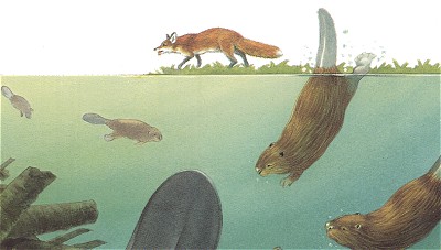 Бобры, скрывающиеся от опасности